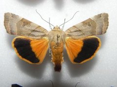 Bredbåndfly (Noctua fimbriata)