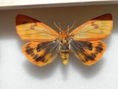Clouded Buff (Diacrisia sannio)