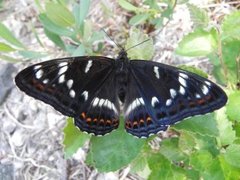 Poplar Admiral (Limenitis populi)