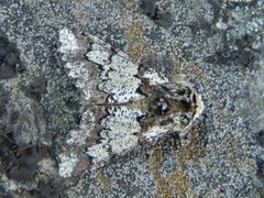 Oak Beauty (Biston strataria)