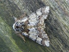 Oak Beauty (Biston strataria)
