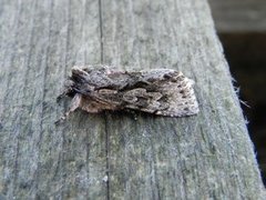 Early Grey (Xylocampa areola)