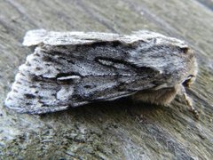 Rannoch Sprawler (Brachionycha nubeculosa)