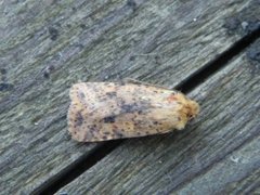 Dotted Chestnut (Conistra rubiginea)