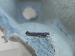 Variable Smudge (Ypsolopha ustella)