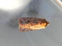 Dotted Chestnut (Conistra rubiginea)