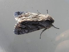 Rannoch Sprawler (Brachionycha nubeculosa)