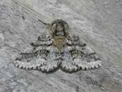 Brindled Beauty (Lycia hirtaria)