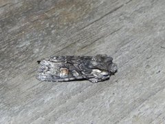 Softly's Shoulder-knot (Lithophane consocia)