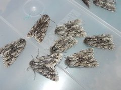 Rannoch Sprawler (Brachionycha nubeculosa)