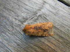 Dotted Chestnut (Conistra rubiginea)