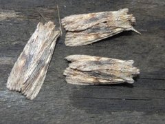Pale Pinion (Lithophane socia)