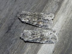 Softly's Shoulder-knot (Lithophane consocia)