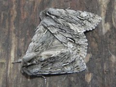 Rannoch Sprawler (Brachionycha nubeculosa)