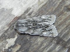 Rannoch Sprawler (Brachionycha nubeculosa)