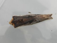 Svartkantkvistfly (Xylena vetusta)