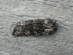 Softly's Shoulder-knot (Lithophane consocia)