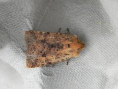 Dotted Chestnut (Conistra rubiginea)