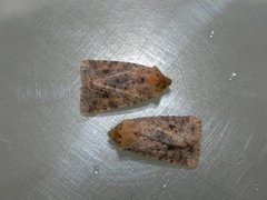 Dotted Chestnut (Conistra rubiginea)
