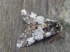 Oak Beauty (Biston strataria)