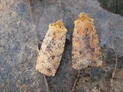 Dotted Chestnut (Conistra rubiginea)