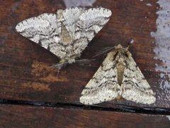 Brindled Beauty (Lycia hirtaria)