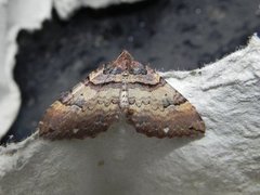 Shoulder-stripe (Anticlea badiata)