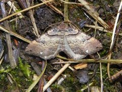 Shoulder-stripe (Anticlea badiata)