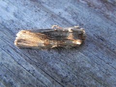 Pale Pinion (Lithophane socia)