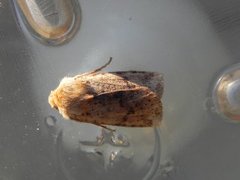 Dotted Chestnut (Conistra rubiginea)