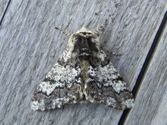 Oak Beauty (Biston strataria)