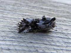 Toadflax Brocade (Calophasia lunula)