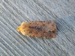 Dotted Chestnut (Conistra rubiginea)