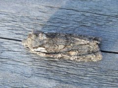 Softly's Shoulder-knot (Lithophane consocia)