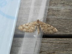 Spissvingedvergmåler (Eupithecia lanceata)