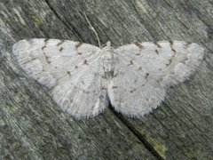 Grey Birch (Aethalura punctulata)