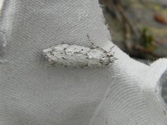 March Tubic (Diurnea fagella)