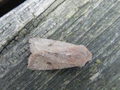 Lead-coloured Drab (Orthosia populeti)