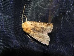 Dotted Chestnut (Conistra rubiginea)