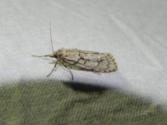 March Tubic (Diurnea fagella)