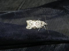 Seljeviklerfly (Nycteola degenerana)