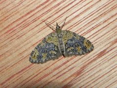 Yellow-barred Brindle (Acasis viretata)