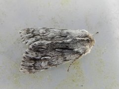 Rannoch Sprawler (Brachionycha nubeculosa)