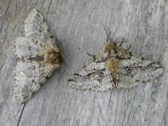 Brindled Beauty (Lycia hirtaria)