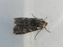 Grått kappefly (Lithophane consocia)