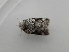 Seljeviklerfly (Nycteola degenerana)