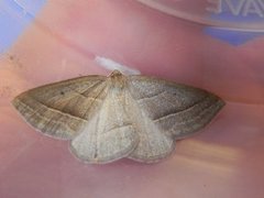 Brown Silver-line (Petrophora chlorosata)