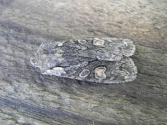 Grått kappefly (Lithophane consocia)