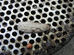 Dawn Flat-body (Semioscopis steinkellneriana)