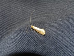 Large Long-horn (Nematopogon swammerdamella)